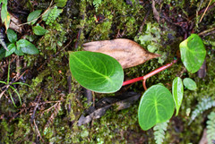 Peperomia choroniana
