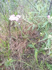 Gyptis commersonii