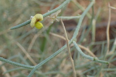 Faboideae