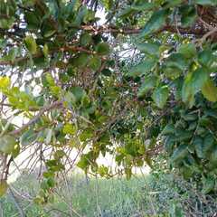 Notanthera heterophyllus