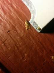 Cenopis diluticostana