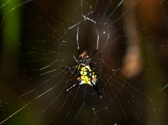 Micrathena raimondi