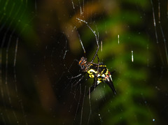 Micrathena raimondi