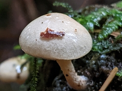 Pholiota scamba