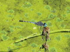 Diplacodes trivialis