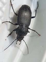 Licinus depressus