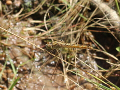 Brachythemis contaminata