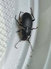 Licinus depressus