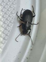 Licinus depressus