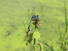 Diplacodes trivialis