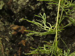 Diphasiastrum thyoides