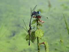 Diplacodes trivialis