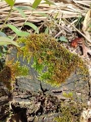 Bryophyta