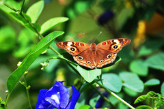 Junonia neildi varia
