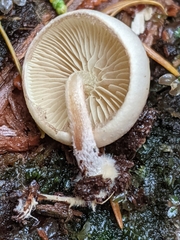 Pholiota scamba