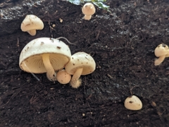 Pholiota scamba