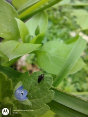 Microtechnites spegazzinii