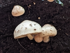 Pholiota scamba