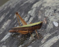 Dichromorpha elegans