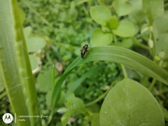 Microtechnites spegazzinii