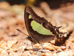 Polyura agraria