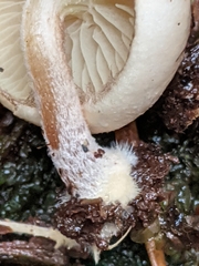 Pholiota scamba