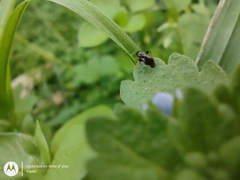 Microtechnites spegazzinii