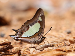 Polyura agraria