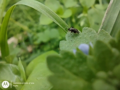 Microtechnites spegazzinii