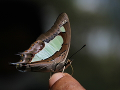 Polyura agraria