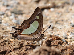 Polyura agraria
