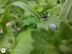 Microtechnites spegazzinii