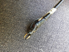 Phyllogomphoides suasus