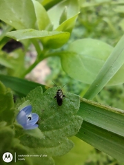 Microtechnites spegazzinii