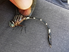 Phyllogomphoides suasus