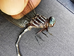 Phyllogomphoides suasus