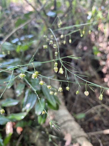 Asparagus virgatus image