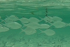 Trachinotus baillonii
