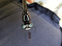 Phyllogomphoides suasus