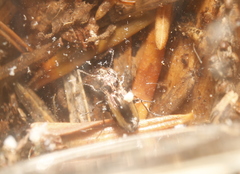 Notiophilus sylvaticus