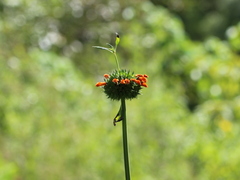 Leonotis nepetifolia