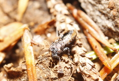 Notiophilus sylvaticus