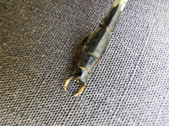 Phyllogomphoides suasus