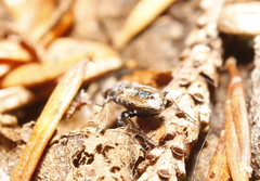 Notiophilus sylvaticus