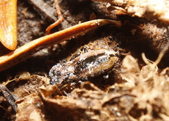 Notiophilus sylvaticus