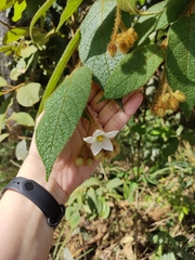 Solanaceae