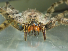 Enoploctenus cyclothorax