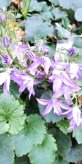 Campanula poscharskyana