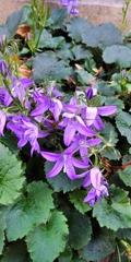 Campanula poscharskyana