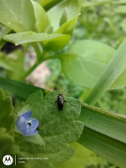 Microtechnites spegazzinii